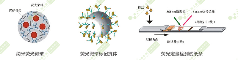 玉米赤霉烯酮熒光定量快速檢測卡簡(jiǎn)介
