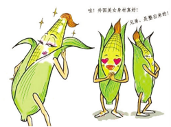 轉基因玉米